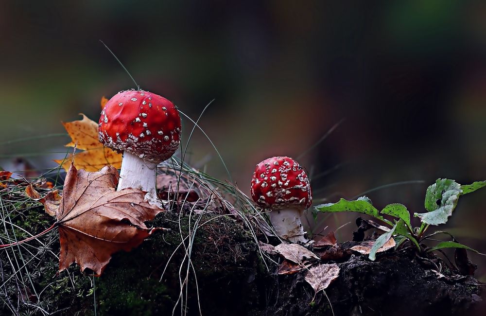 Fly agaric or Amanita:  Мухомор, или аманита порядка агариковых