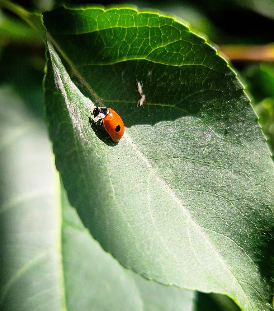 Photograph by Ирина Андриенко