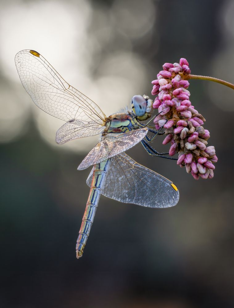 Sleeping beautiful dragonfly