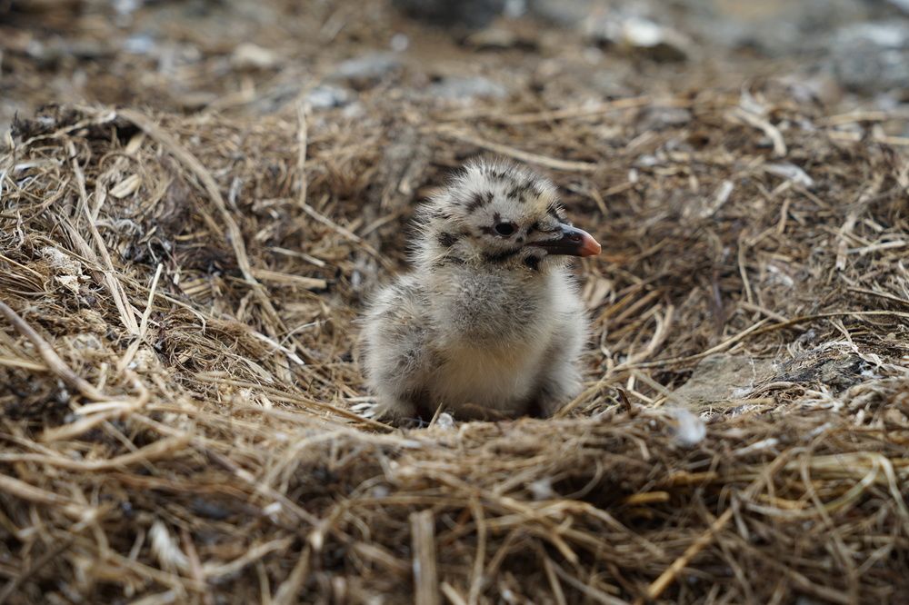 Photograph by Марина Рохлина