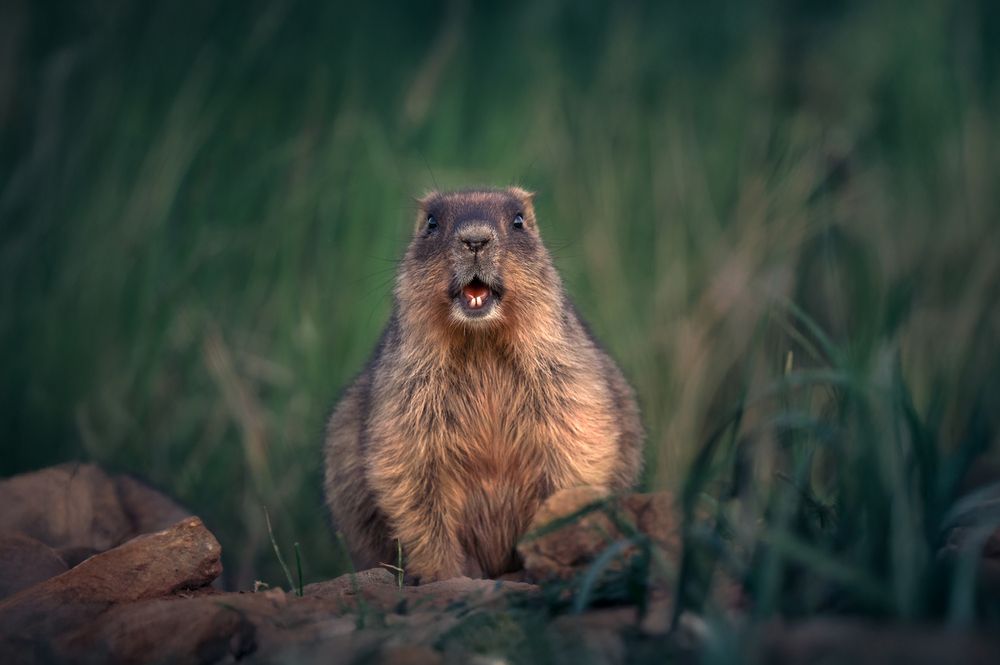 Photograph by Nephotograph