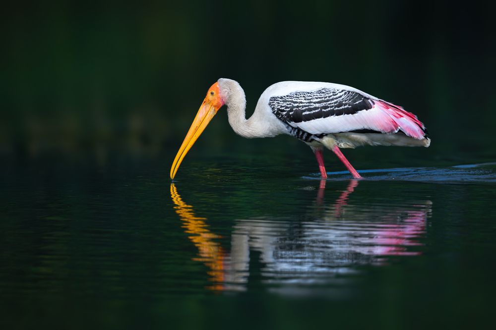 Photograph by Abhishek