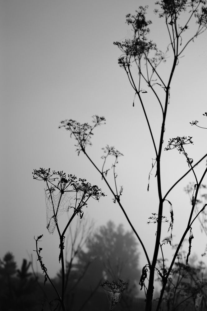 Photograph by Татьяна Дубовицкая