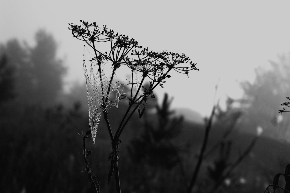 Photograph by Татьяна Дубовицкая