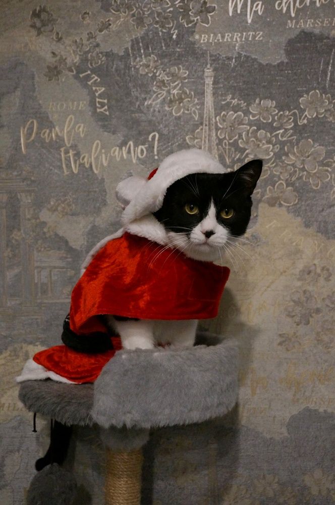 Почти Гринч.