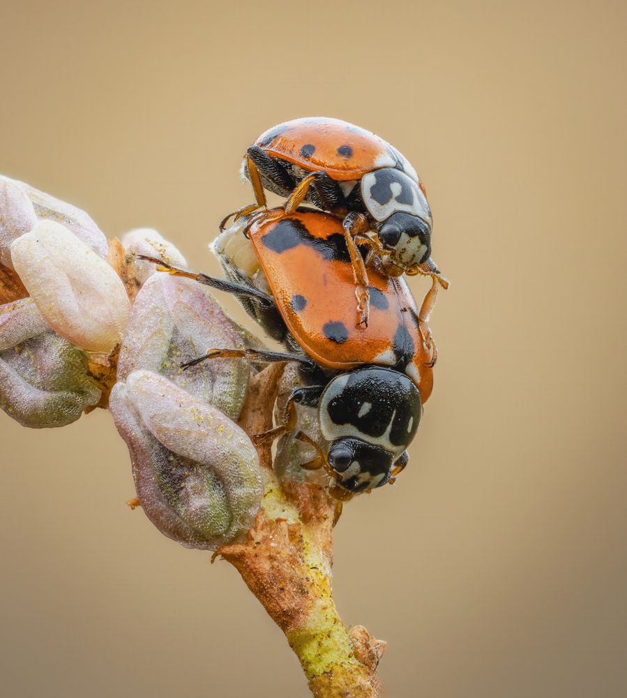 Two ladybugs.