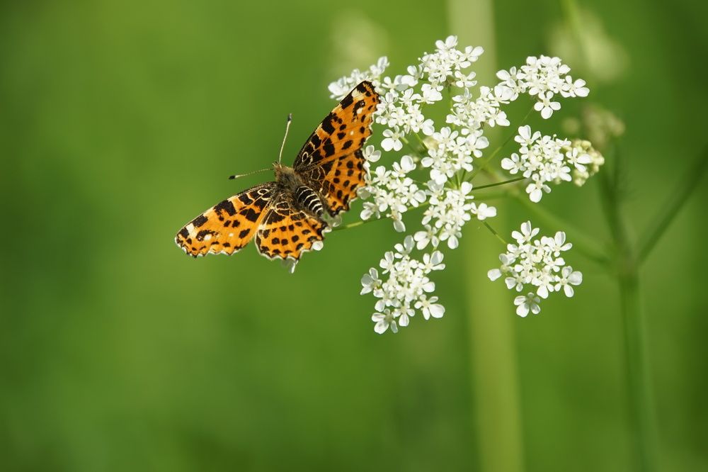 Photograph by сергей мишаков