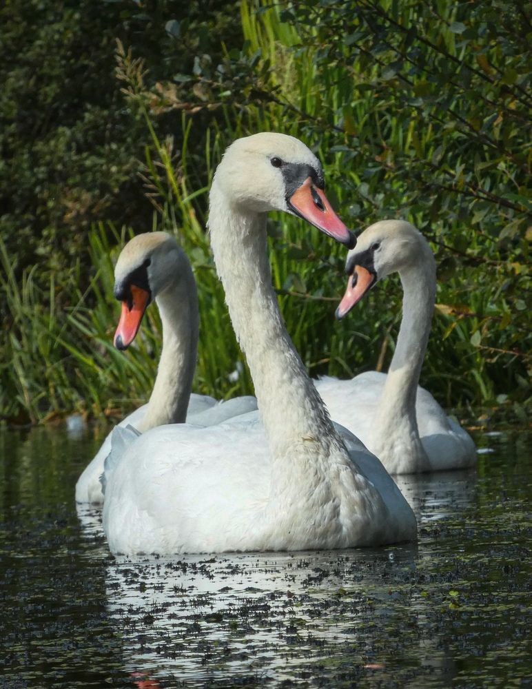 Фотография автора Michael Gault