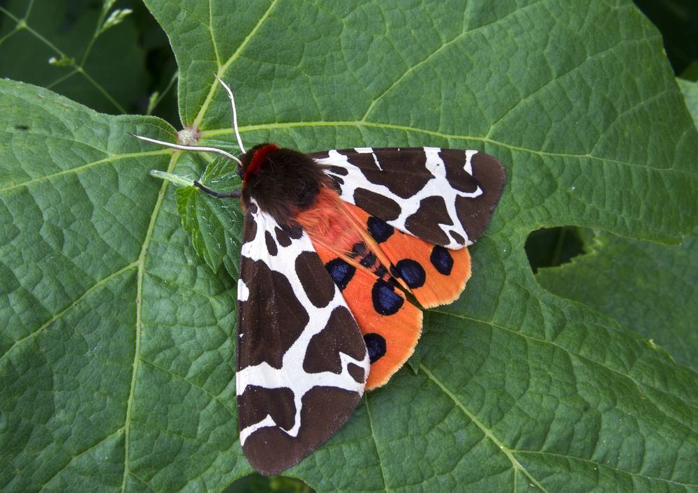 Photograph by Анна Петренко