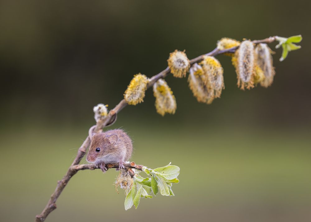 Harvest Mouse