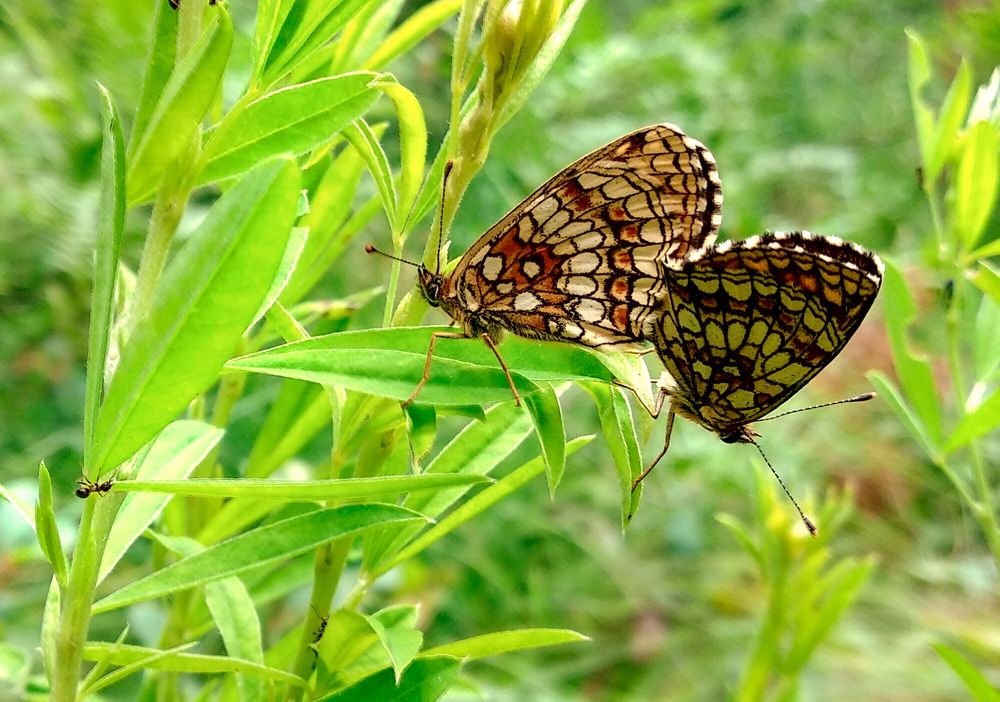 Photograph by Анна Петренко