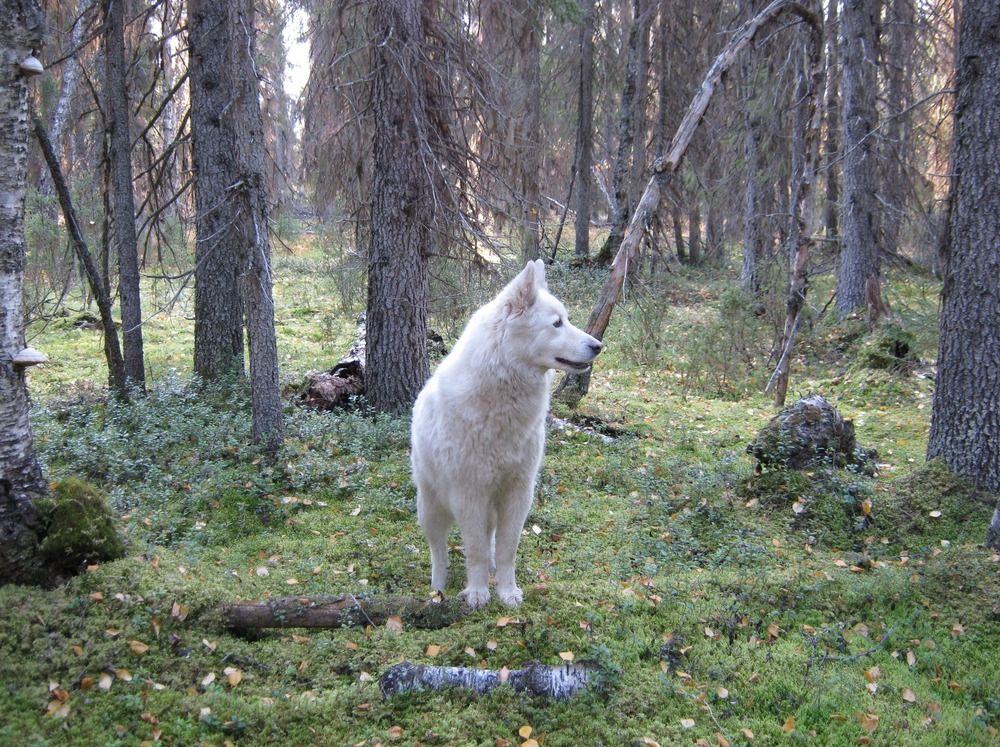 Фотография автора геннадий лалаев