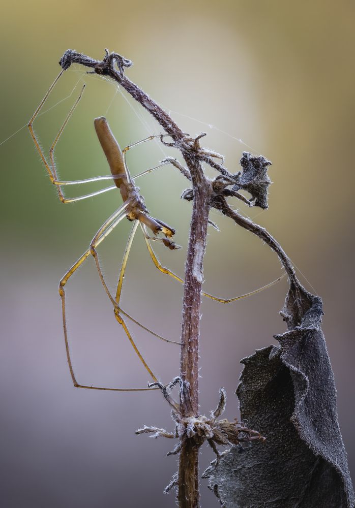 Spider on a dry branch in the morning.