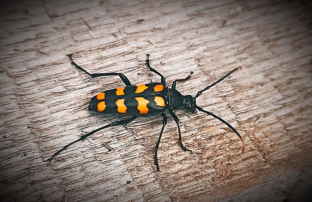 Photograph by Юлия Капица