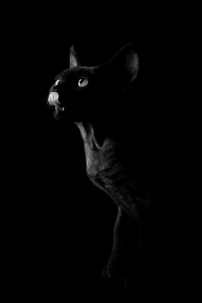 Capricorn Star’s *RU Zephyr, devon rex