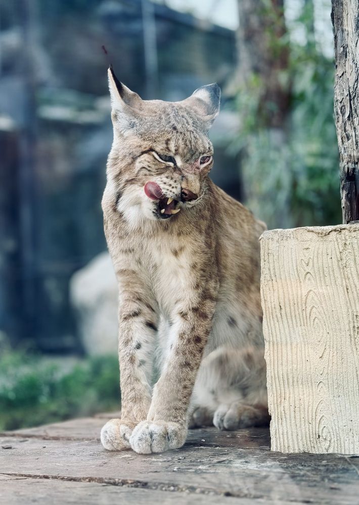 Кошечка покушала