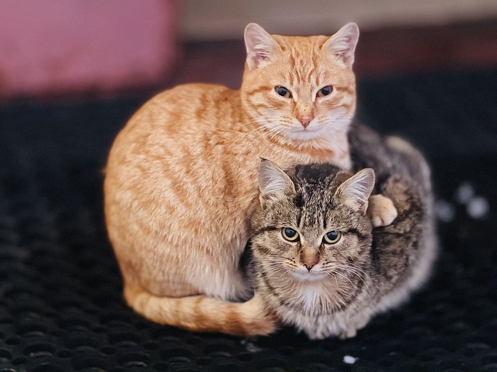 Тепло братского сердца