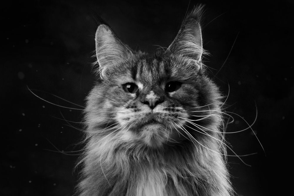 Savanna Gross Team (maine coon)