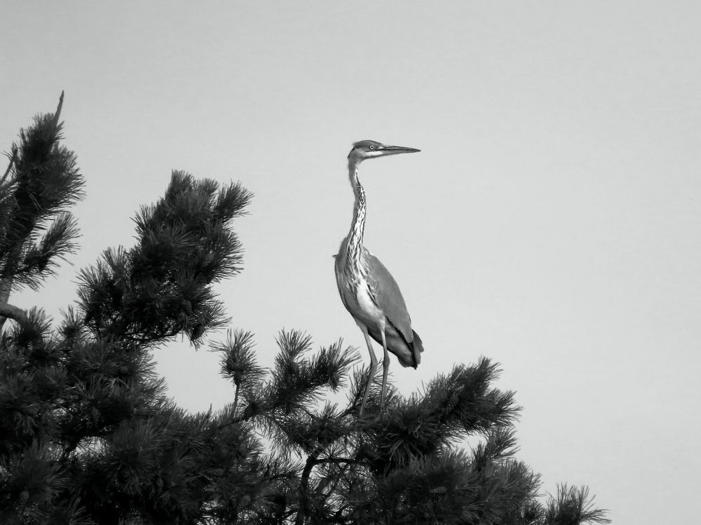 Обзорный пункт серой цапли