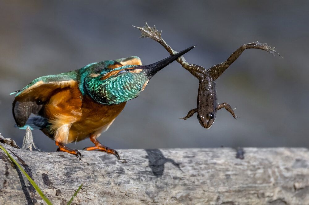 Photograph by Constantin Lazar