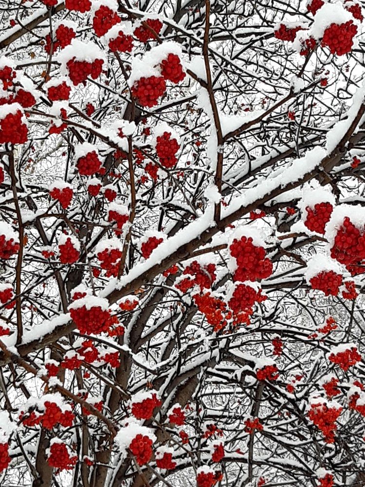 Фотография автора Наталья Шендяпина