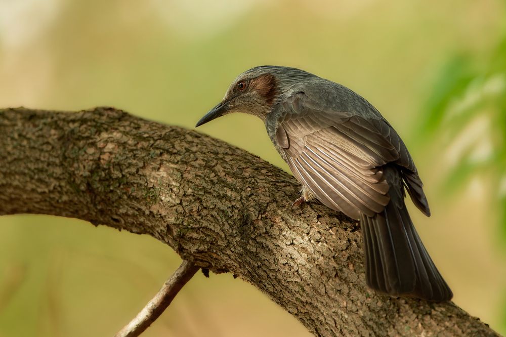 Hypsipetes amaurotis