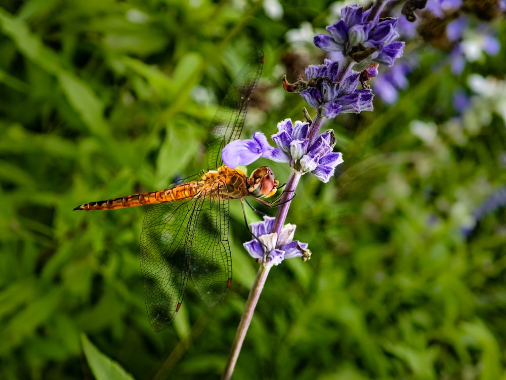 Photograph by sandhya kudli