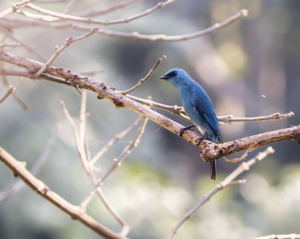 The Blue Story