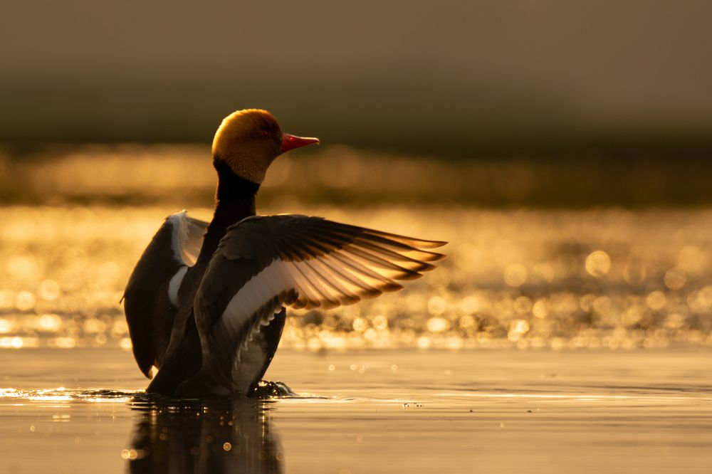 Flaunting Pochard