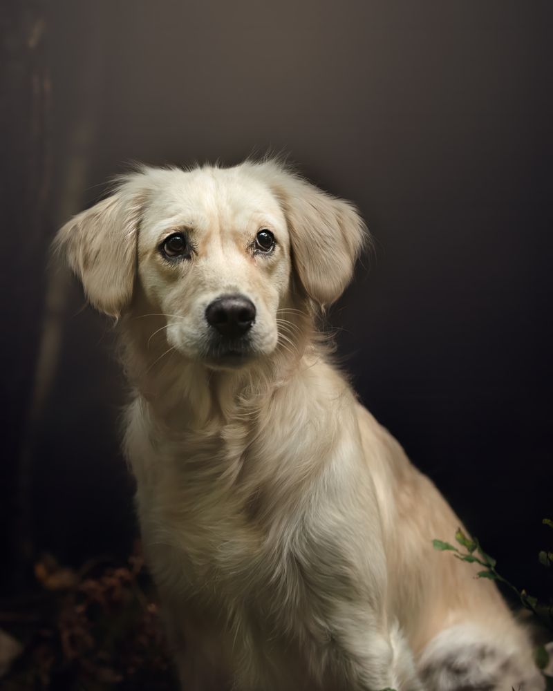 Фотография автора Carole-Ann Chambers