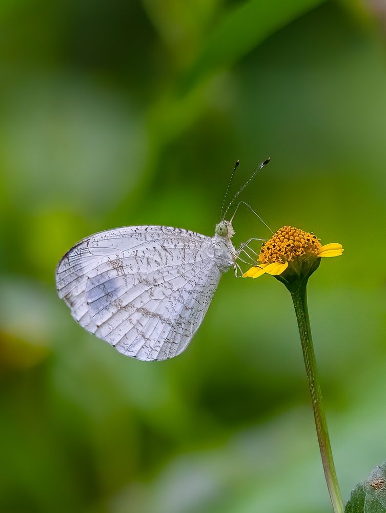 Photograph by Md Rezwan