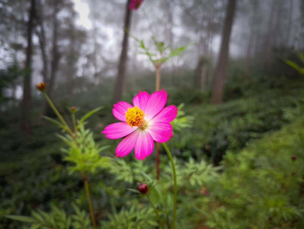 Mobile photo