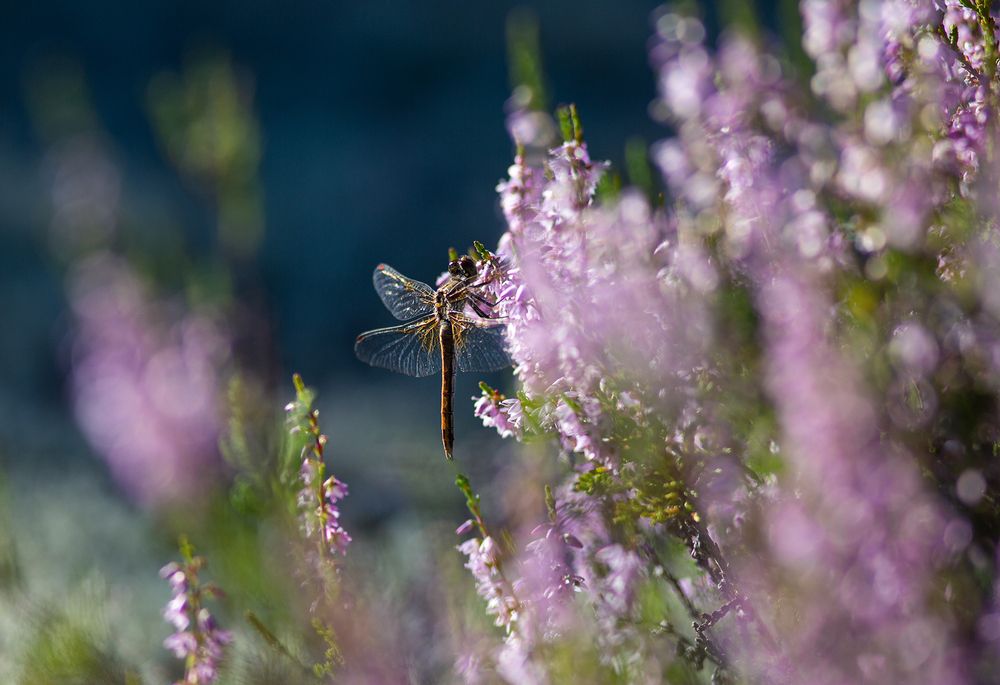 Photograph by Наталия Колтакова