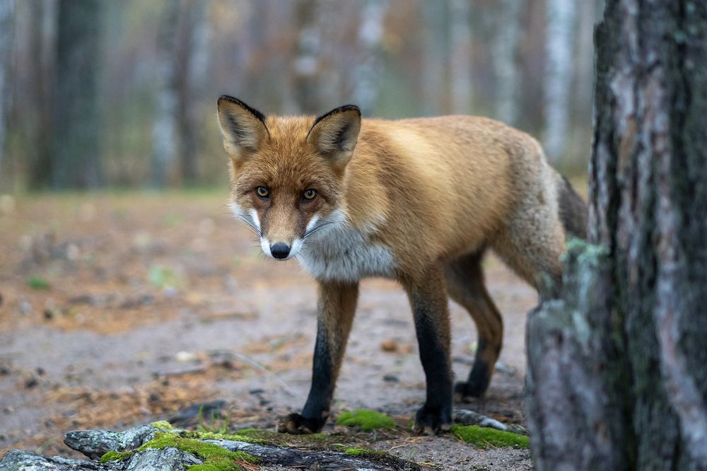 Рыжая гостья.