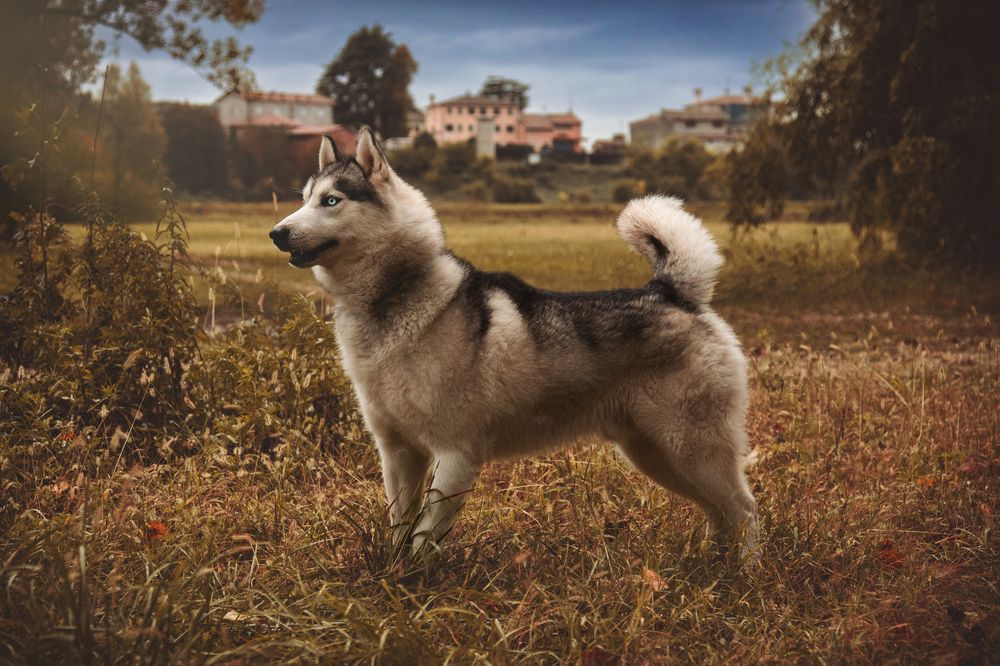 Photograph by Veronica Cipolla