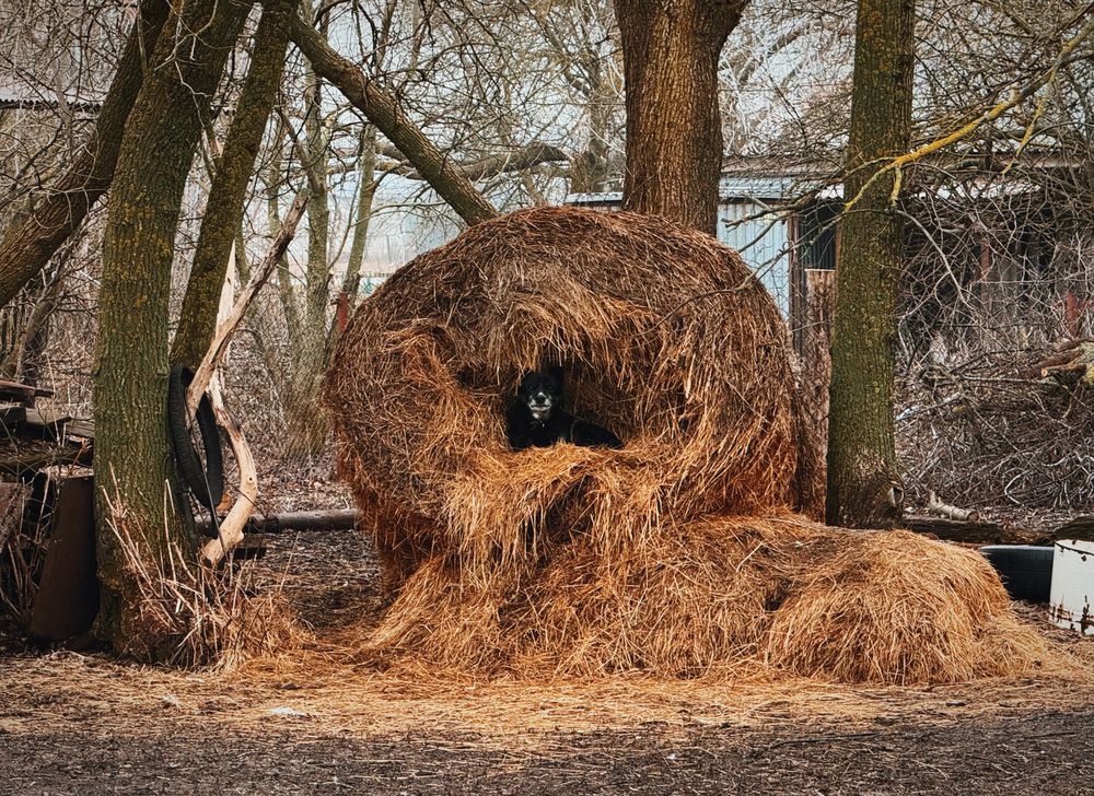 Собака на сене
