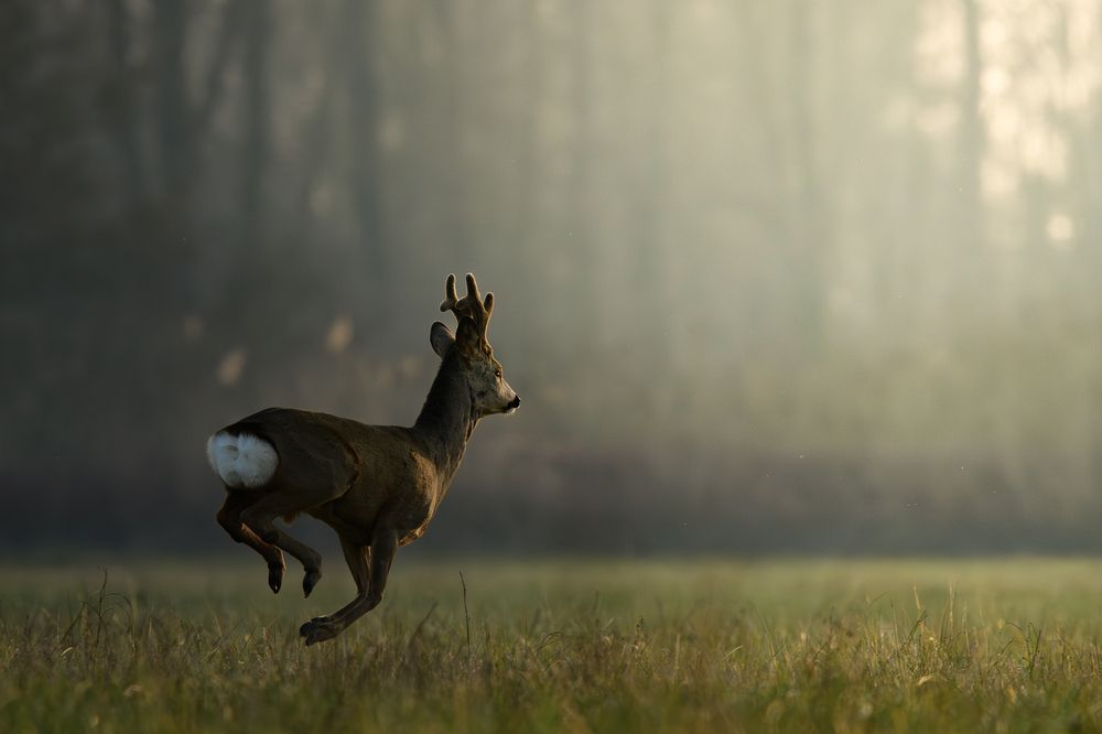 Towards the last sun