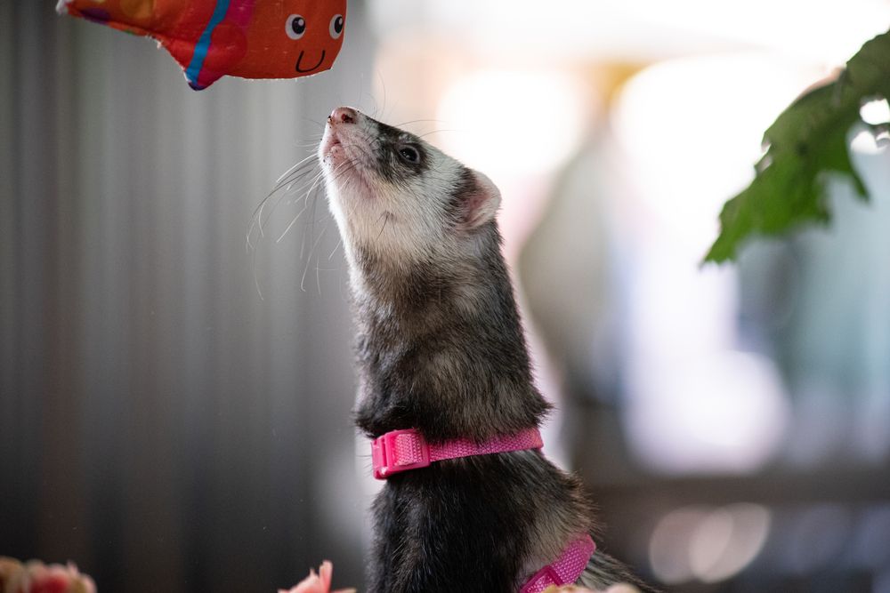 Фотография автора Aliaksandr Shautsou