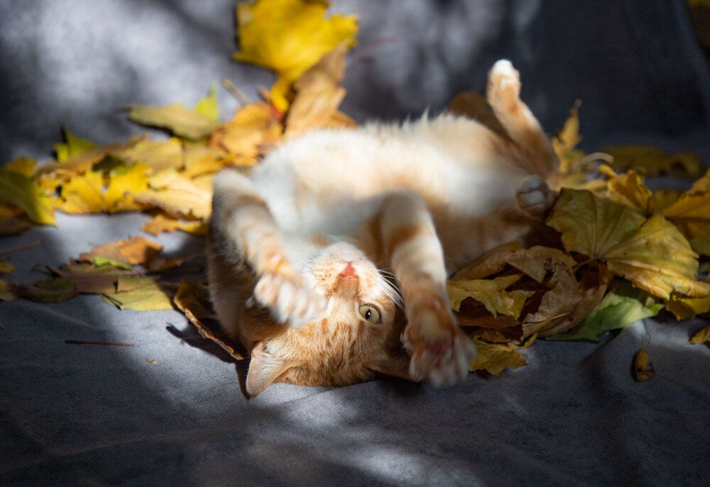 Photograph by Анна Петренко