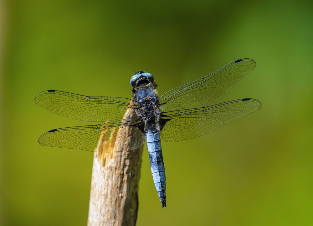 Фотография автора Юрий
