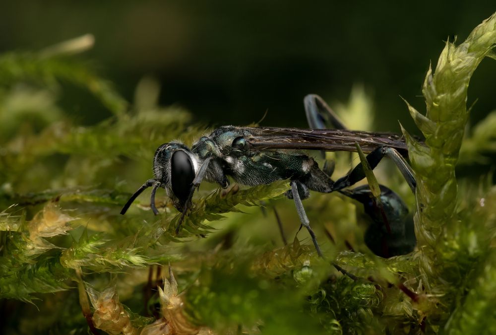 Photograph by Dino Sirica