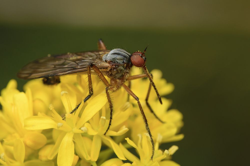 Photograph by Dino Sirica