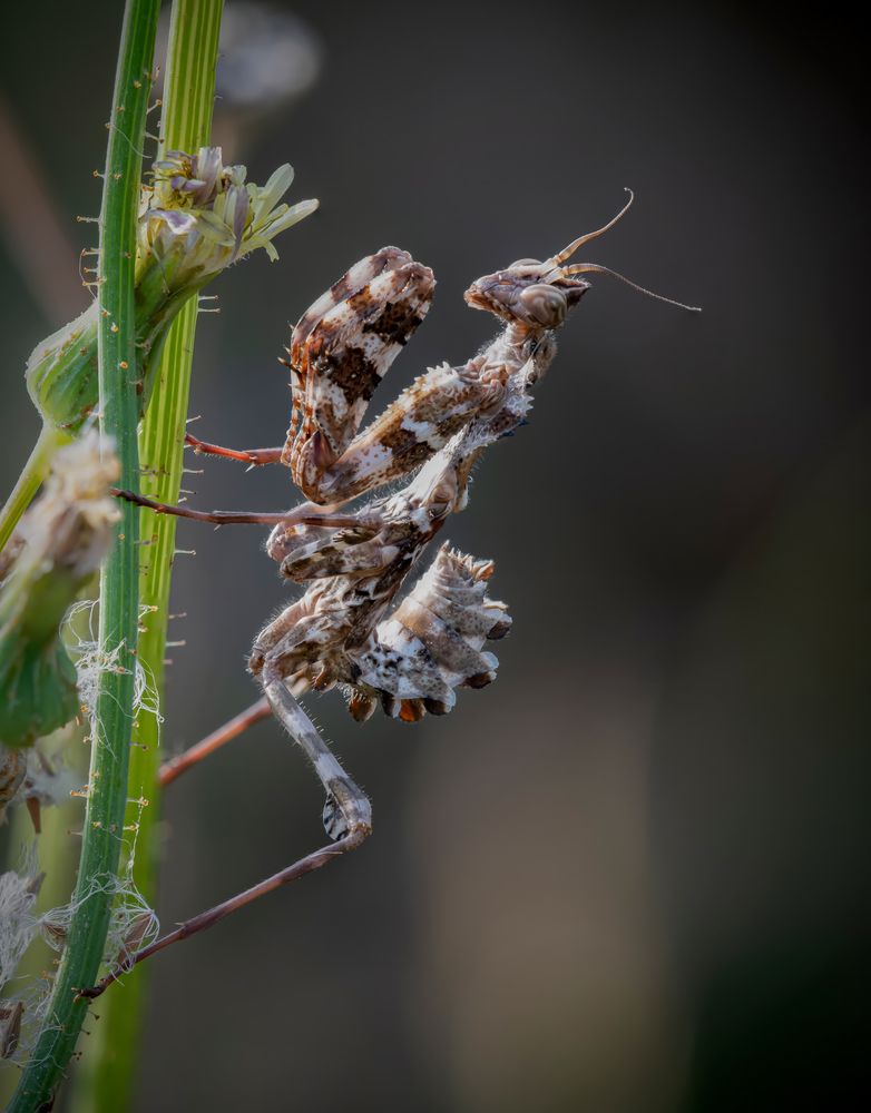 Mantis blepharopsis mendica