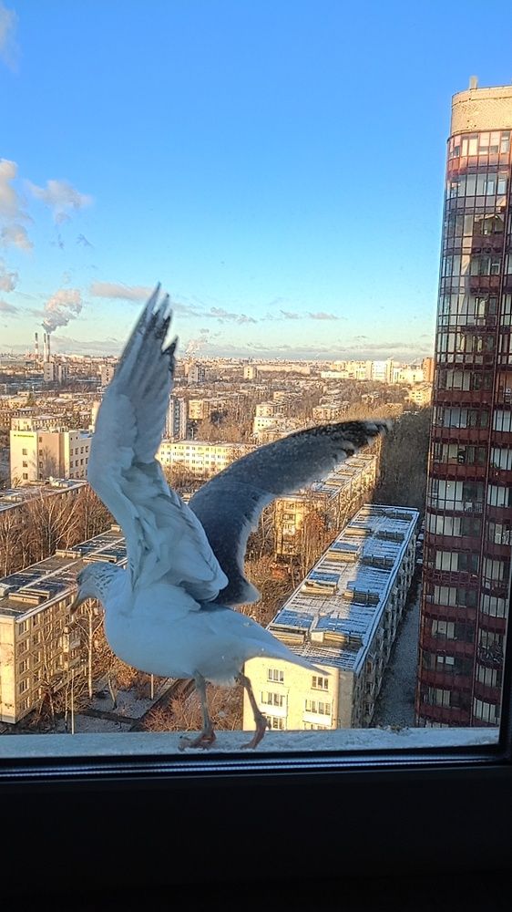 Гостья