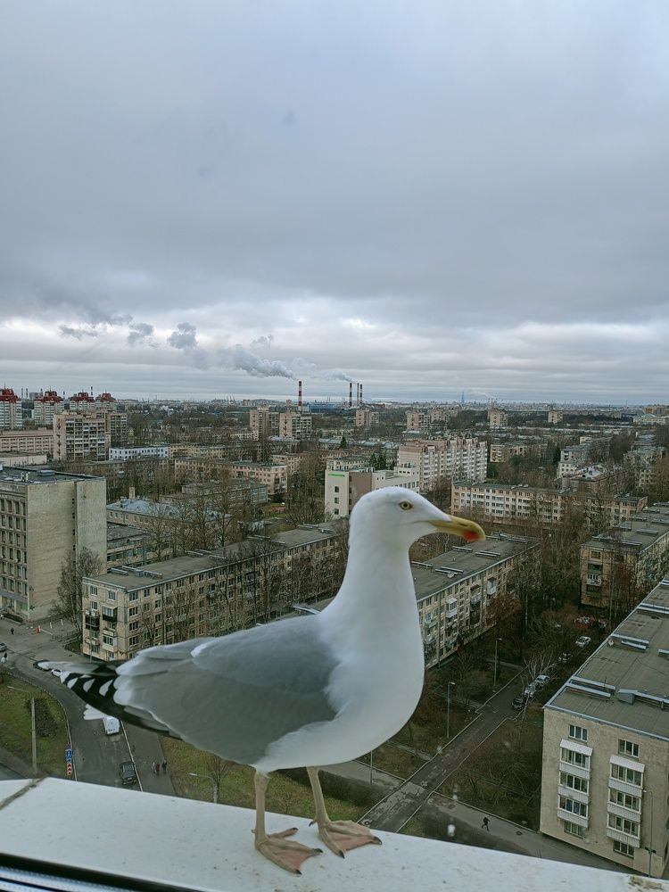 Наша Глаша