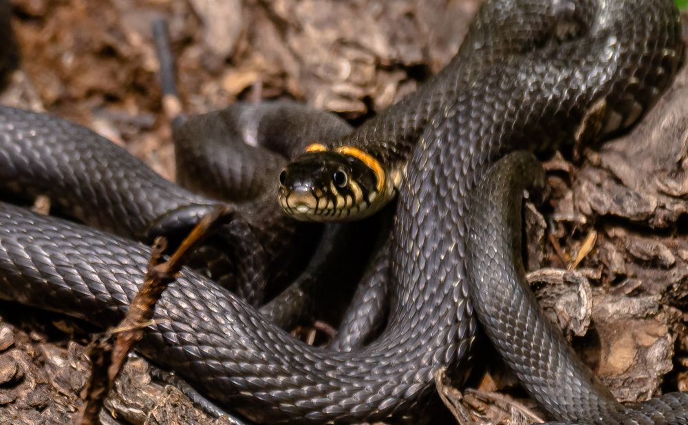 Photograph by Елена Гольдебаева