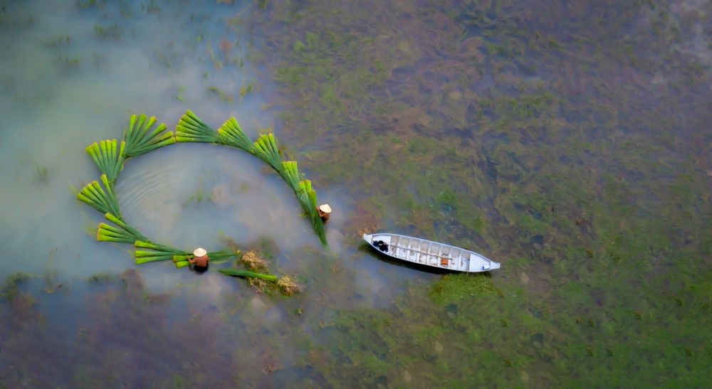 pulling grass in floating season