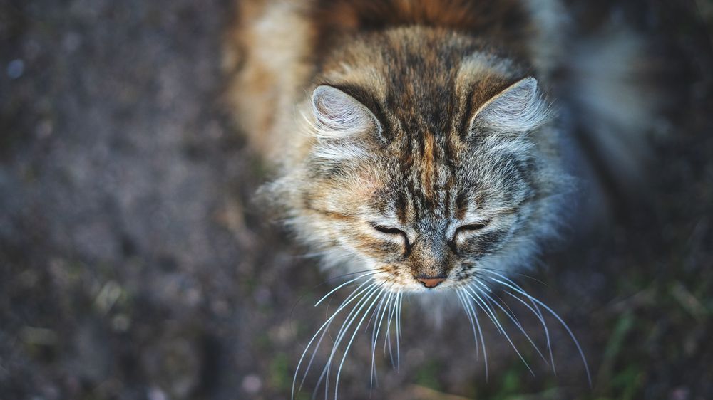 Умиротворение.