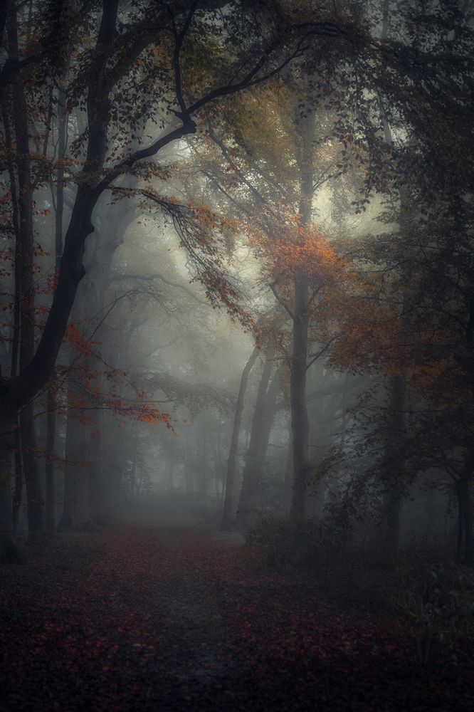 Фотография автора Leompescu Emanuel