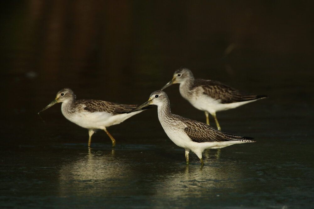 Photograph by Елена